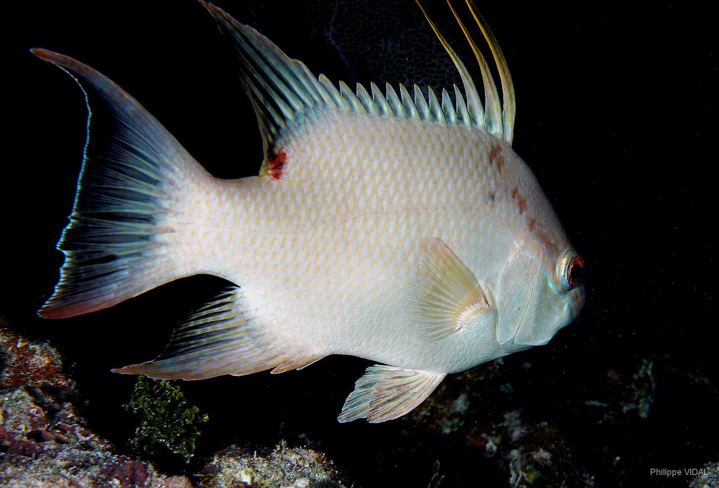 MediaEarth - Bahamas 2017 - DSC02526_rc - Unknown see by night.jpg